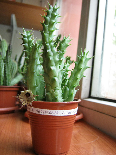 Huernia macrocarpa v. harerghensis