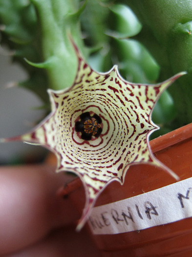 Huernia macrocarpa v. harerghensis (10)