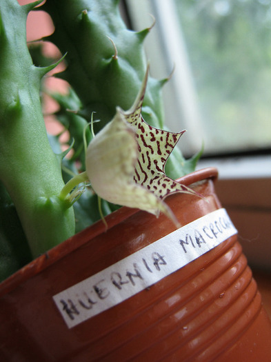 Huernia macrocarpa v. harerghensis (6) - Infloriri 2011