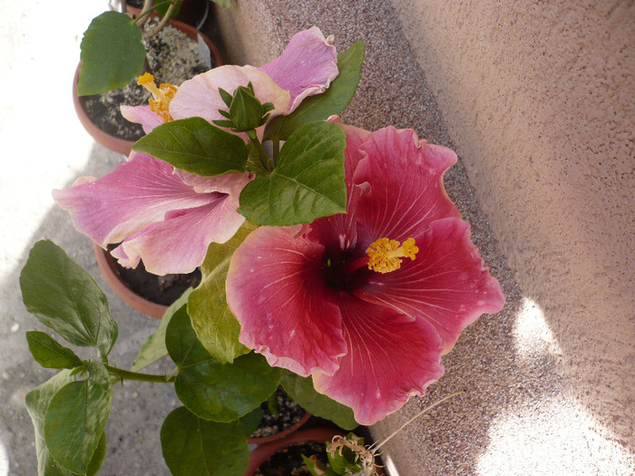 P1070313