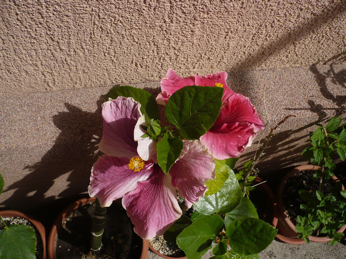 P1070316