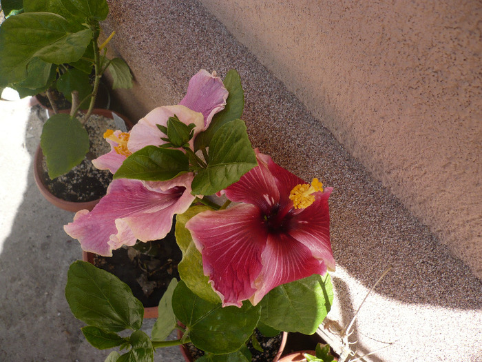 P1070334