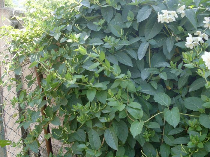 palma maicii domnului; este doar inbobocita
