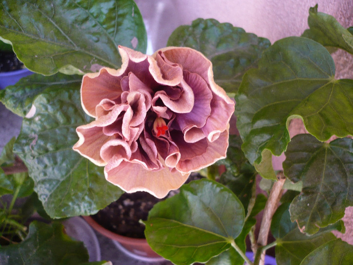 P1070318