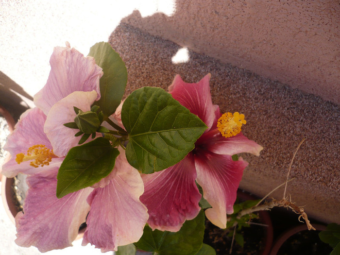 P1070371