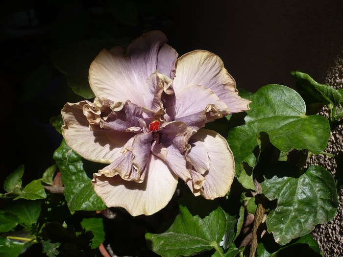 P1070375