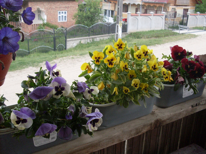 panselutele mele - flori din gradina