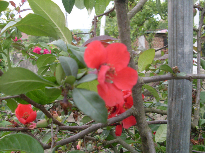 ultim. floricele din gutui.jap.pe 2011