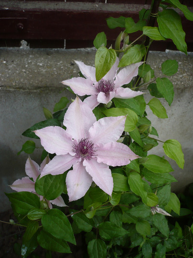 P1070323