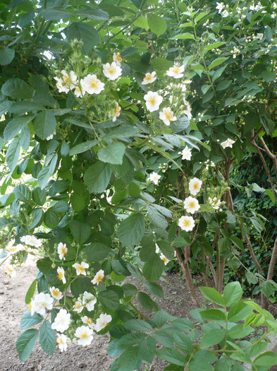 P1070330