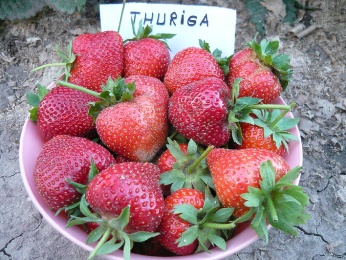 THURIGA (f.dulci, f.aromate, f.consistente ) - CAPSUNI