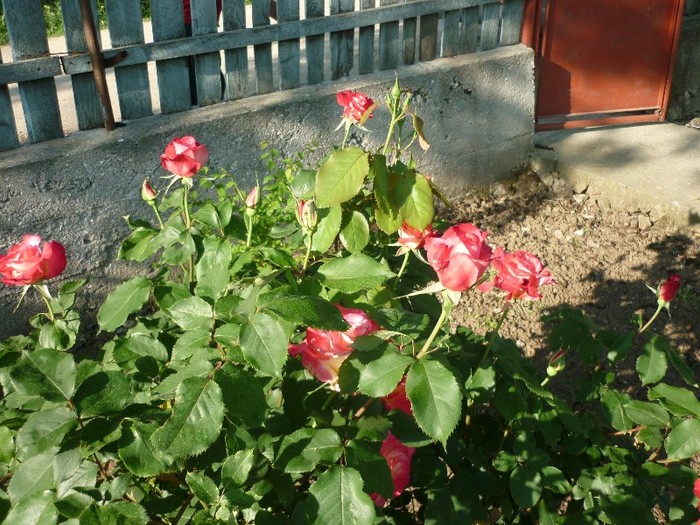 P1050247 - trandafiri