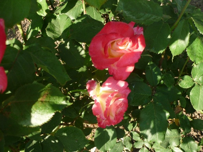 P1050248 - trandafiri