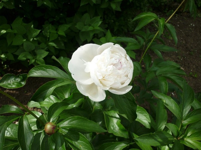 alb - trandafiri