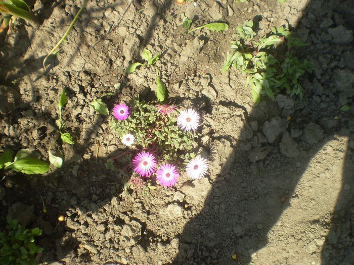 P5270295; flori de cristal(mesembryanthemum crystalinum)
