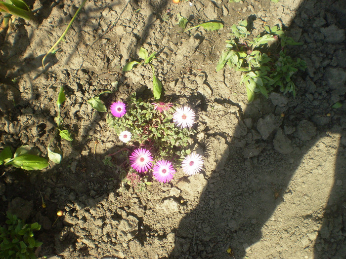 P5270295; flori de cristal(mesembryanthemum crystalinum)
