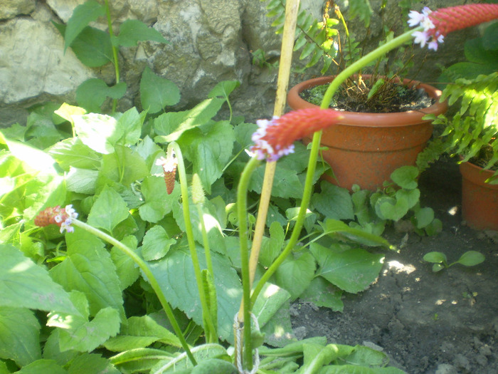 P5270298; primula viali(am pierdut-o)
