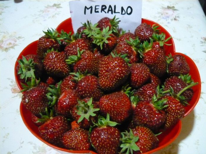 MERALDO (remont.)f.dulci, f.aromate - CAPSUNI