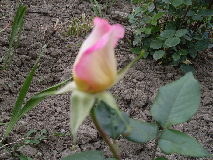 t2 - trandafirii mei 2011