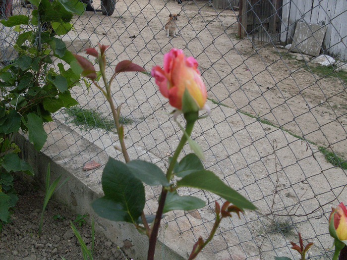 t5 - trandafirii mei 2011