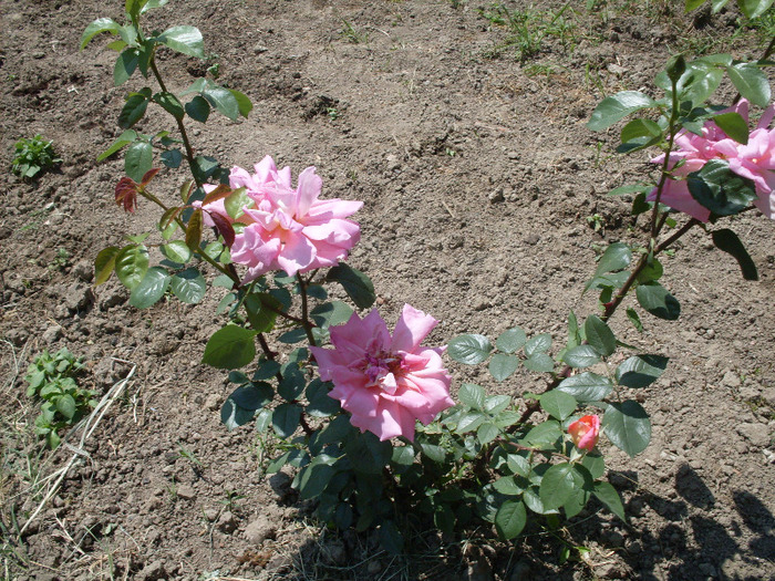 t9 - trandafirii mei 2011