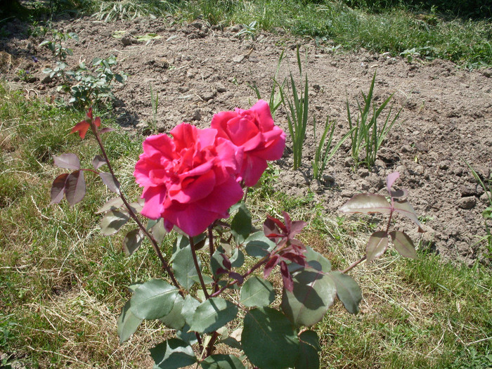 t18 - trandafirii mei 2011