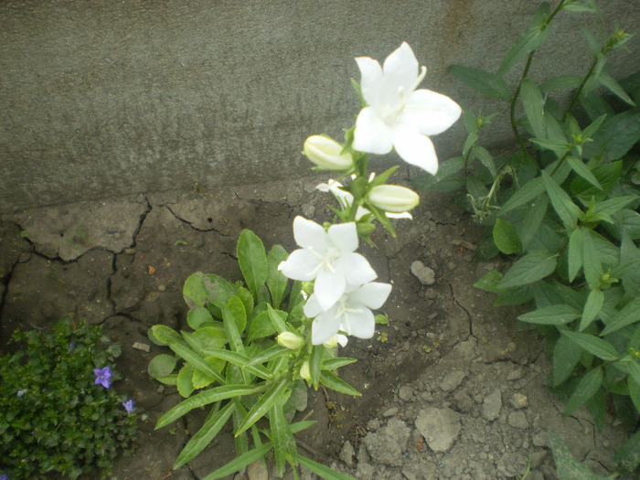 P5290311; campanula persicifolia

