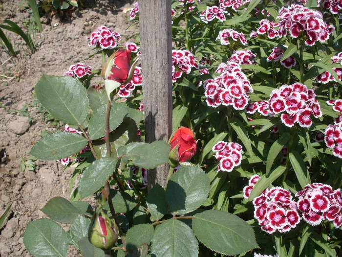 t17; trandafirul meu linga garoafa turceasca
