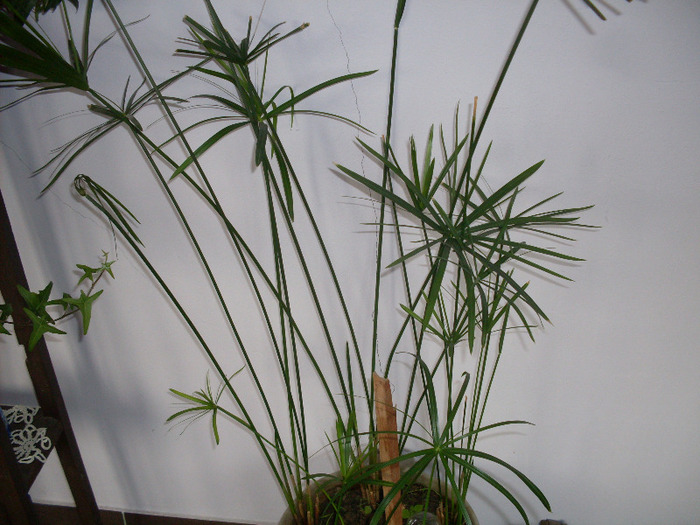 papirus - flori in ghiveci 2011