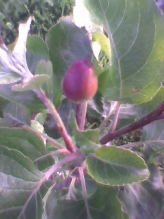 Imag0843 - 3-Pomi fructiferi