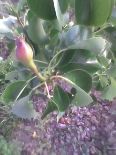 mar - 3-Pomi fructiferi