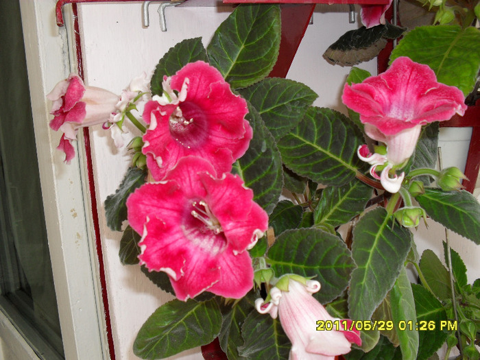 Gloxinii-29 05 2011 - Flori 2011