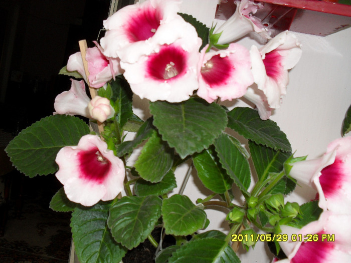 Gloxinii-29 05 2011 - Flori 2011