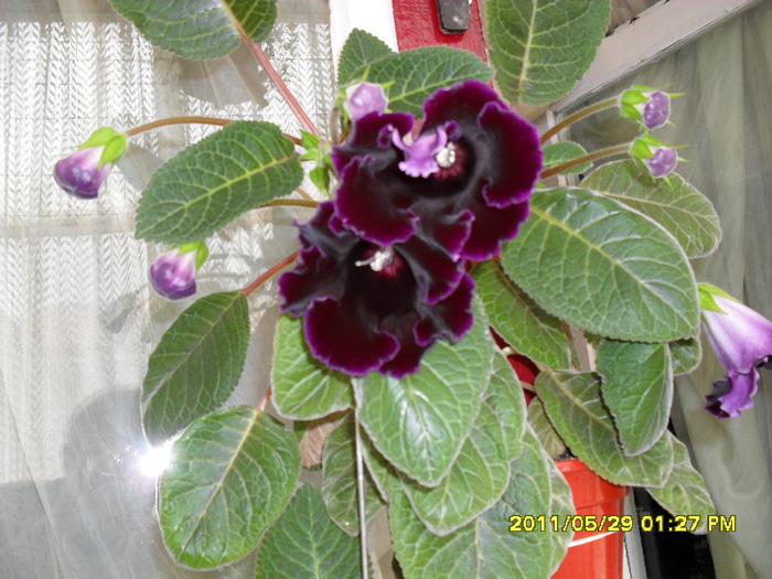 Gloxinii-29 05 2011 - Flori 2011