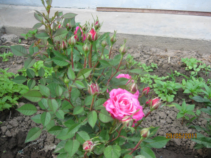 minirosa - Trandafiri 2011