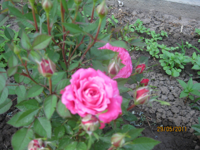 minirosa - Trandafiri 2011