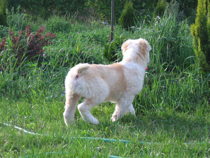 poze 22.05.2011 044 - poze pui 2011