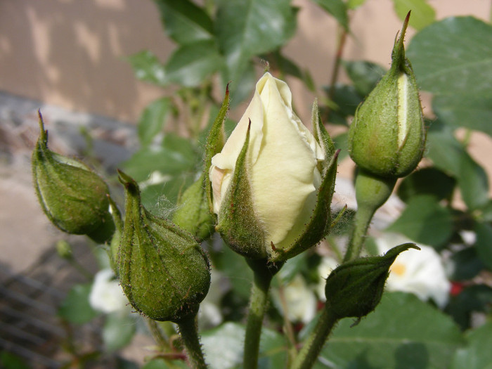 Schneewitchen; Thea hybrid,urcator:2-3m,floare dubla,centrata-17-25petale,inflorire repetata
