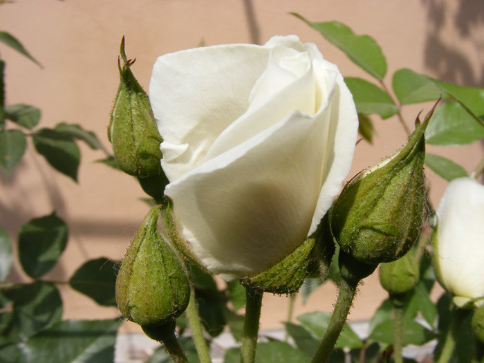 Schneewitchen; Thea hybrid,urcator:2-3m,floare dubla,centrata-17-25petale,inflorire repetata
