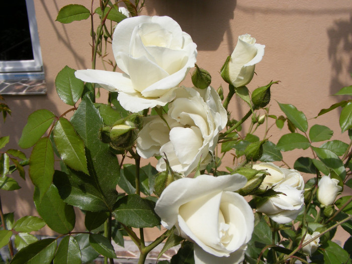 Schneewitchen; Thea hybrid,urcator:2-3m,floare dubla,centrata-17-25petale,inflorire repetata
