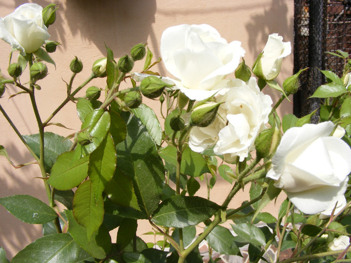 Schneewitchen; Thea hybrid,urcator:2-3m,floare dubla,centrata-17-25petale,inflorire repetata
