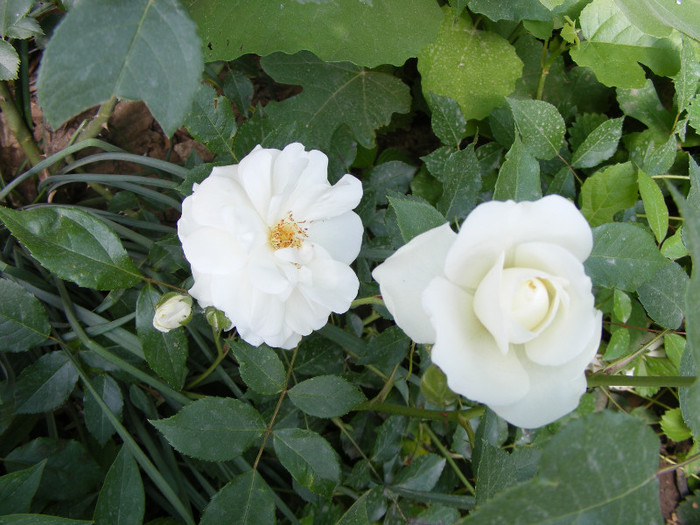 Schneewitchen; Thea hybrid,urcator:2-3m,floare dubla,centrata-17-25petale,inflorire repetata
