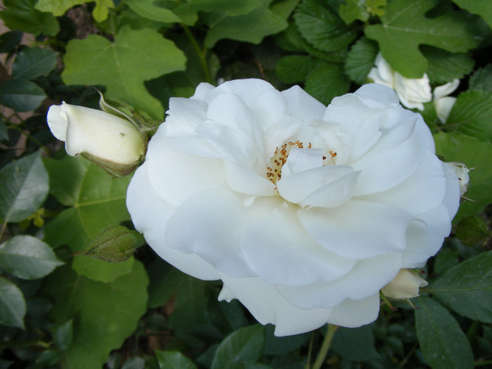 Schneewitchen; Thea hybrid,urcator:2-3m,floare dubla,centrata-17-25petale,inflorire repetata
