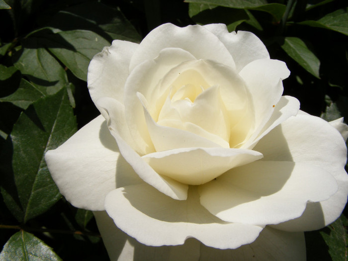 Schneewitchen; Thea hybrid,urcator:2-3m,floare dubla,centrata-17-25petale,inflorire repetata
