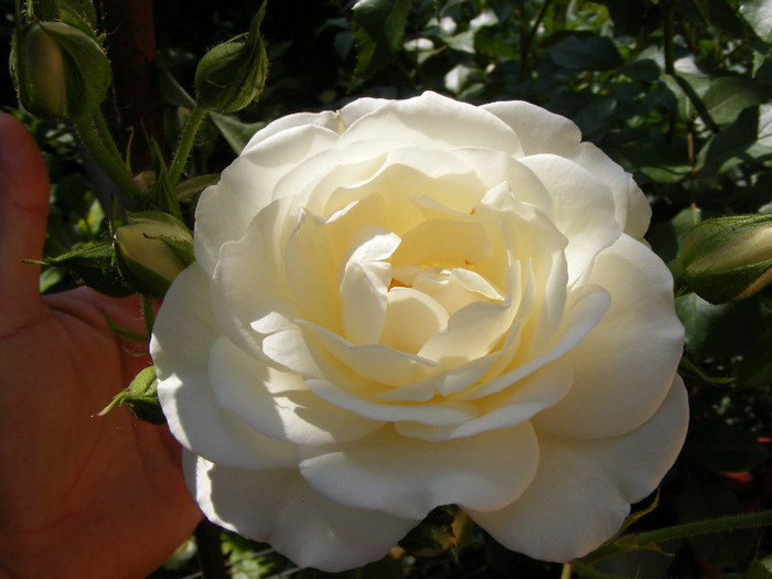 Schneewitchen; Thea hybrid,urcator:2-3m,floare dubla,centrata-17-25petale,inflorire repetata
