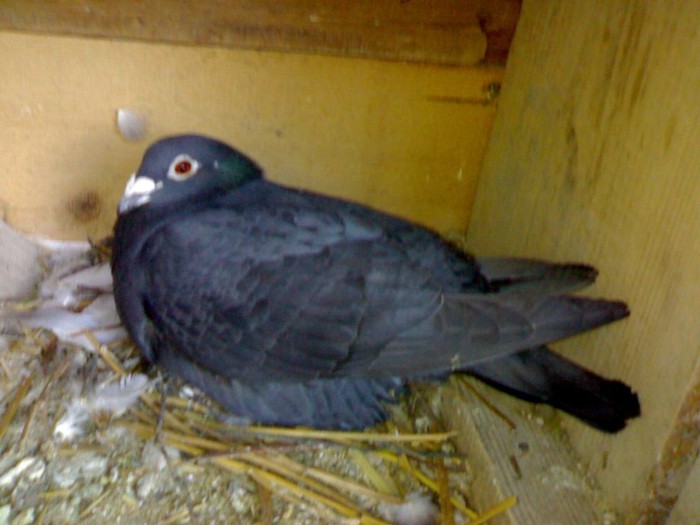 NEAGRA2006 - porumbei voiajori