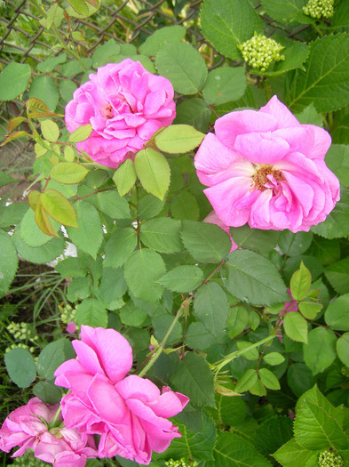 SANY0026 - FLORILE  ANULUI  2011
