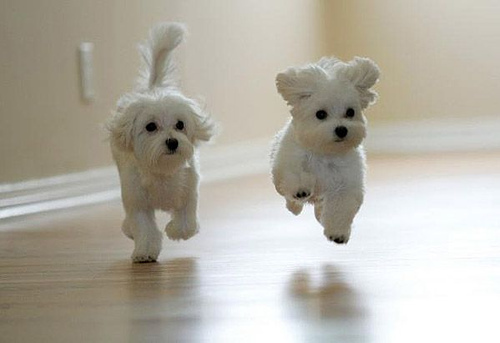 10849_running-cute-puppies.pg-small - 0 Catei scumpi 0