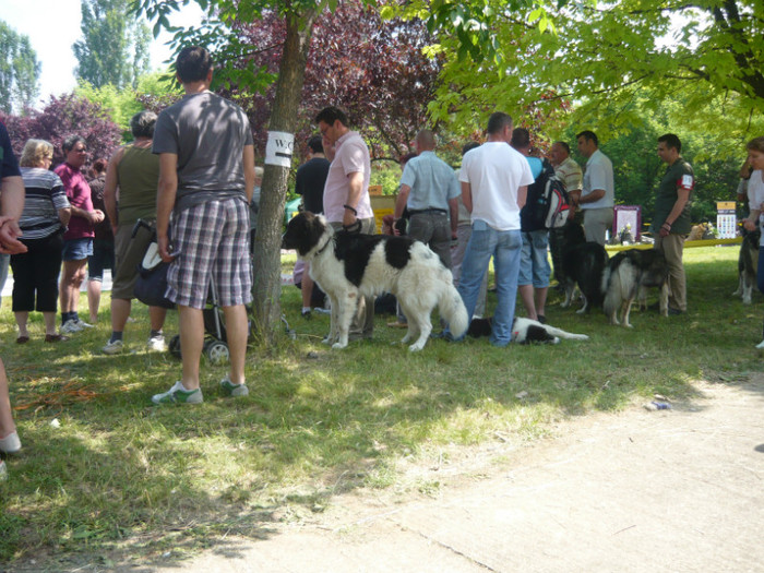 P1000935 - Q  cac ploiesti 29 05 2011