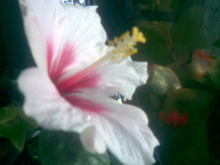 18052011(004) - flori de interior 2011